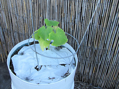 Bucolic Bushwick Rooftop Vegetable Garden Cucumbers