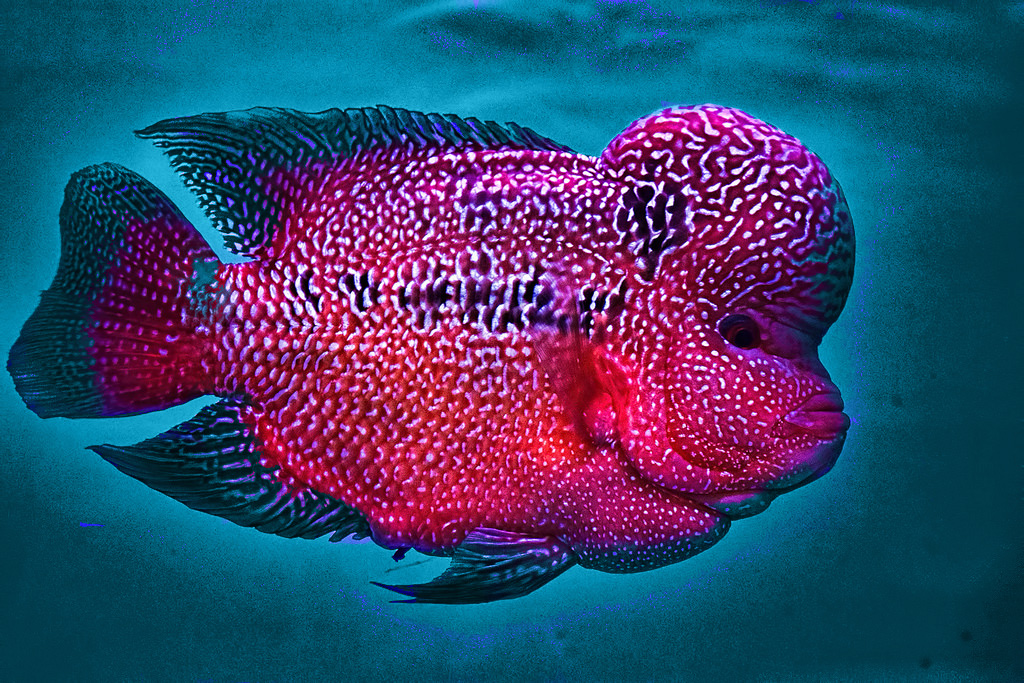 Flowerhorn Fish Guide FLOWERHORN FEEDING GUIDE