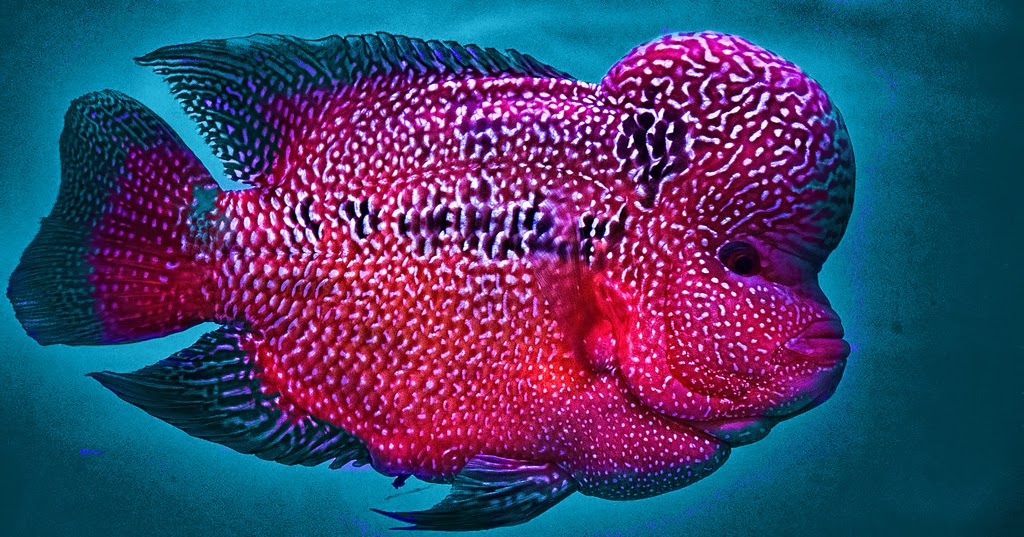 Flowerhorn Fish Guide FLOWERHORN FEEDING GUIDE