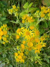 Tansy ragwort Jacobaea vulgaris at Skyline Trail Cape Breton Highlands National Park by garden muses-not another Toronto gardening blog