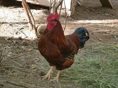 2aa Man shocks court with admission of having sex with hen
