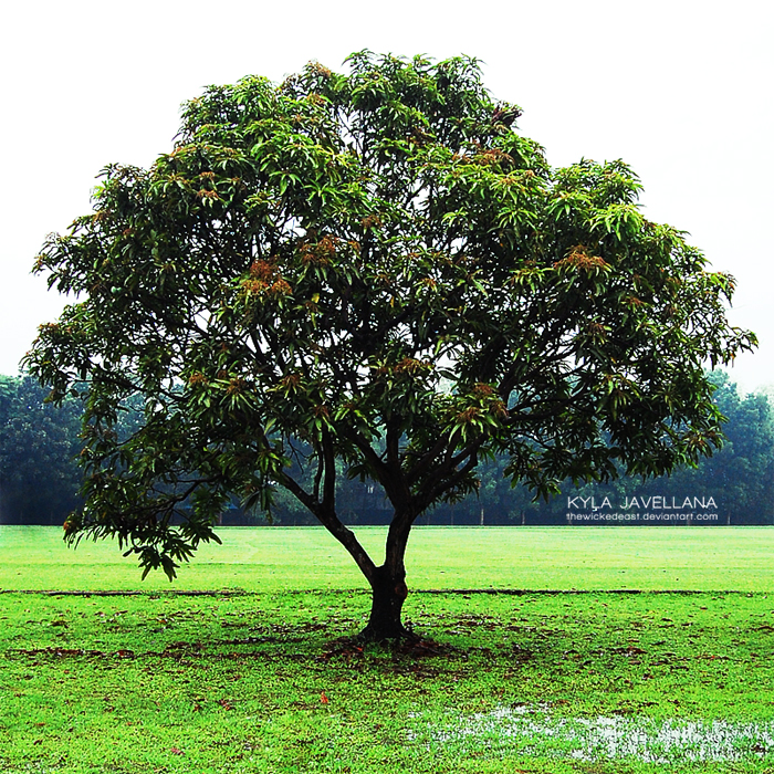 VIVERO HABITAT NATIVO ARBOL DE MANGO COMUN