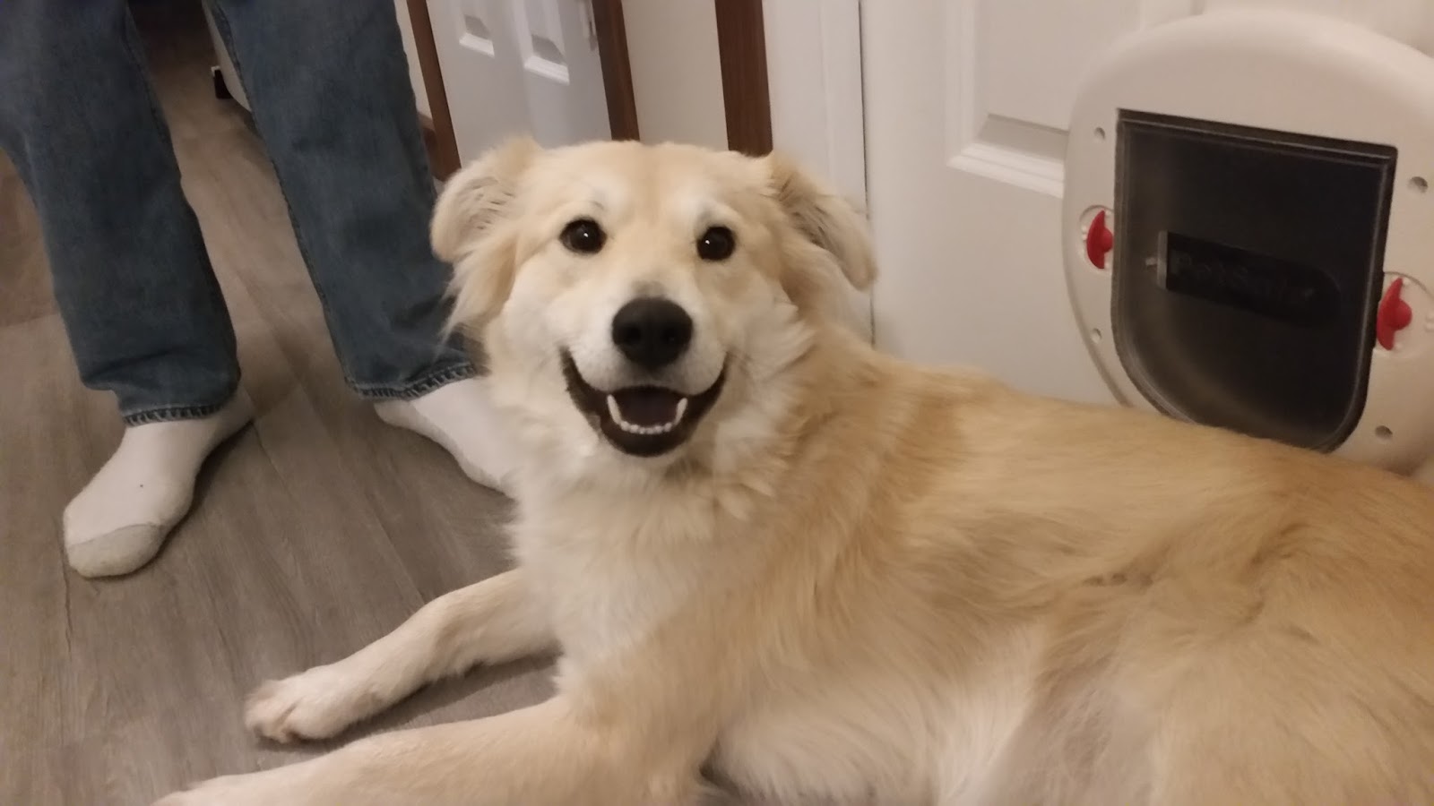 Humane Society of County Happy Tails