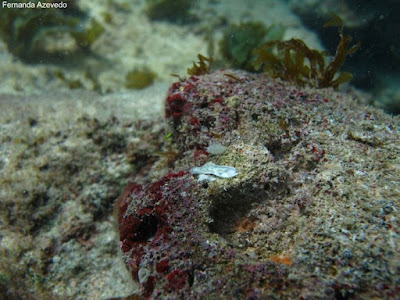 Pesquisa descobriu 12 novas espécies de esponjas calcárias (Clathrina zelinhae). Esponjas calcárias são um dos seres vivos mais antigos do planeta. Foto: Fernanda Azevedo esponjas calcárias, Clathrina zelinhae, descoberta, novas espécies, ilhas oceânicas, ciência, pesquisa, animais mais antigos do planeta, arquipélago, natureza, conservação, fundação grupo boticário de proteção a natureza, meio ambiente, animais, extinção, oceano, mar, calcarea, ufrj, pernambuco,