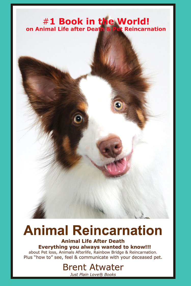 Movie Horse And Dog Reincarnated Movie Horse And Dog Reincarnated