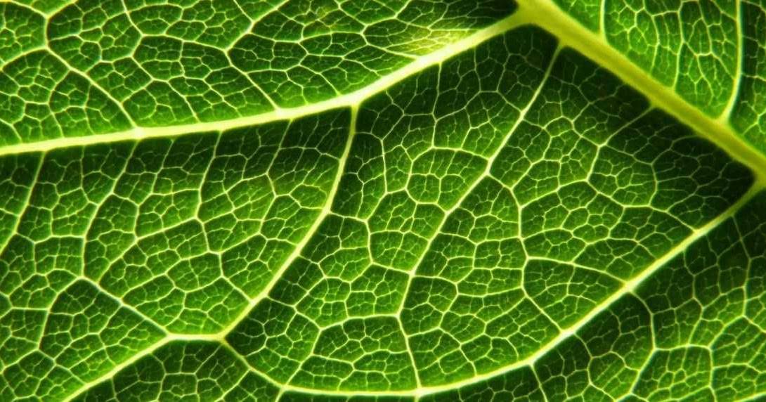 Botánica (VI): nutrición y fotosíntesis - Biología