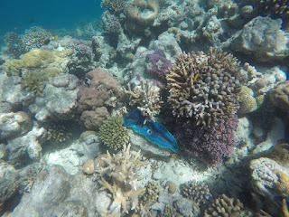 barriera corallina
