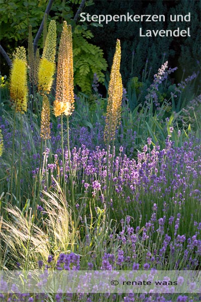 Blumenbeet mit Lavendel - Bepflanzung Gartenbeete