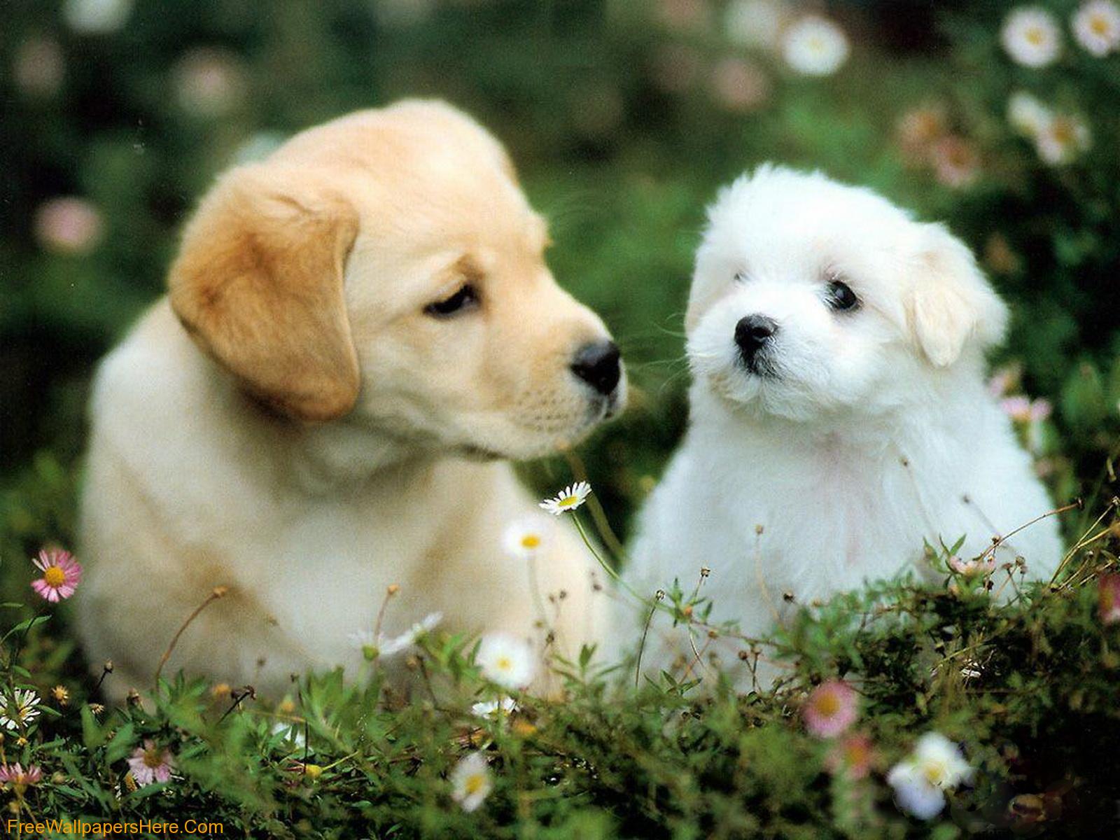 Wallpaper Gallery: Cute Puppies Wallpaper