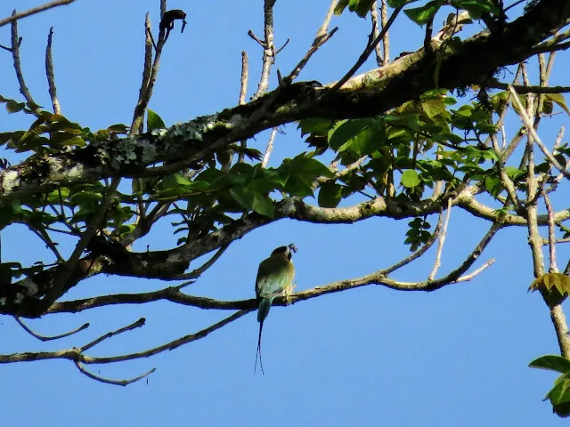 white-throated bee-eater at Bigodi Wetlands in Uganda