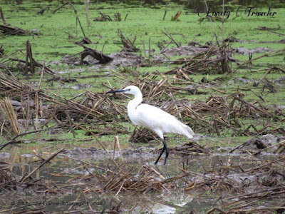 Little egret, Egretta garzetta