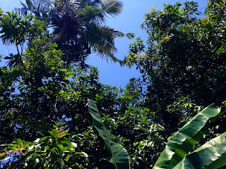 Manggo Banana Coconut Tree In Farm Field