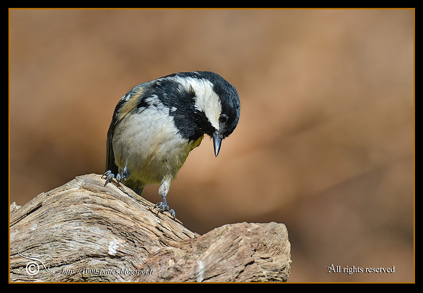 Parus ater - http://1000-pattes.blogspot.com