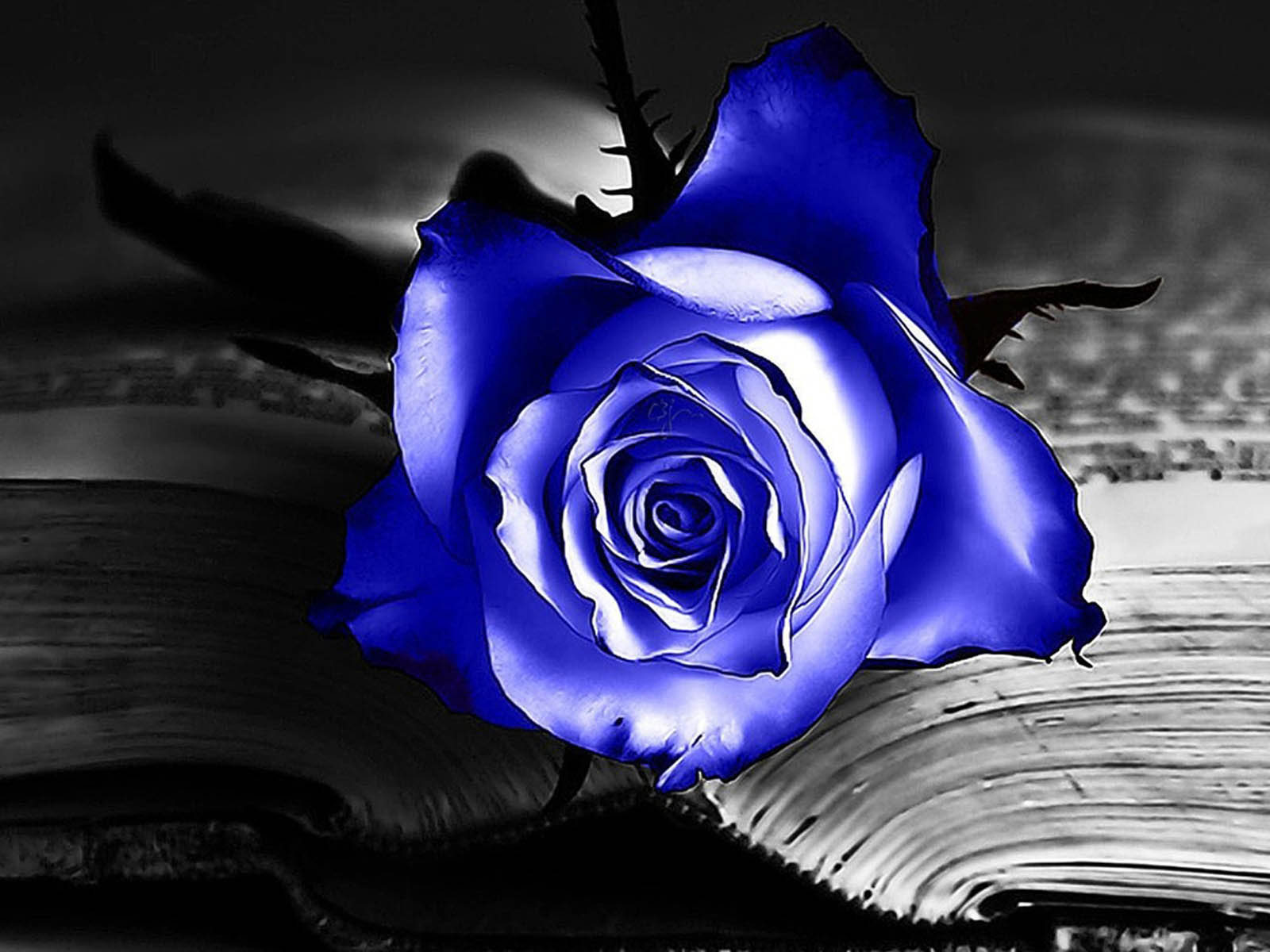 the blue rose wallpapers blue rose desktop wallpapers blue rose …
