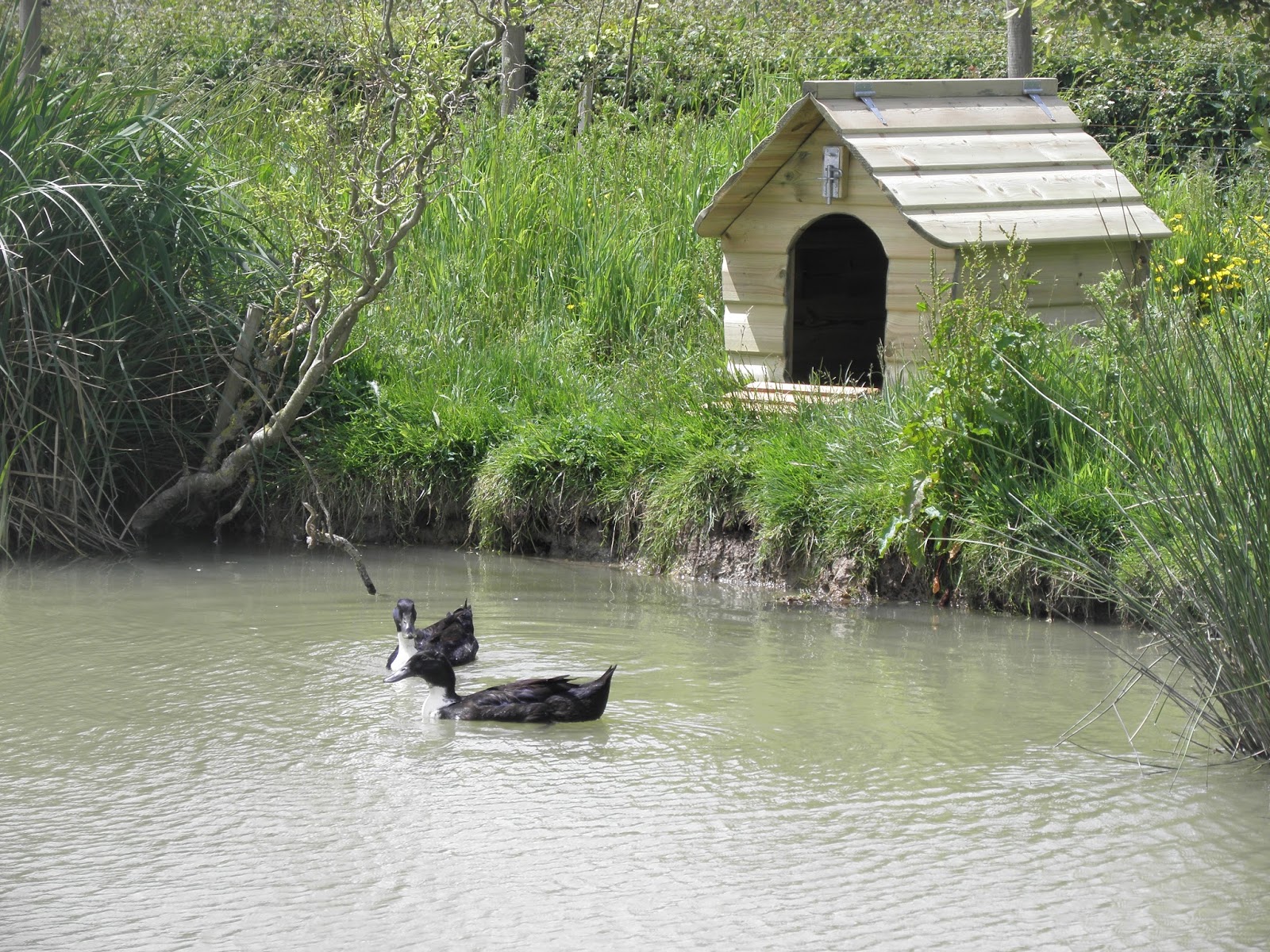Flyte So Fancy The Puddleduck Duck House and Keeping Ducks