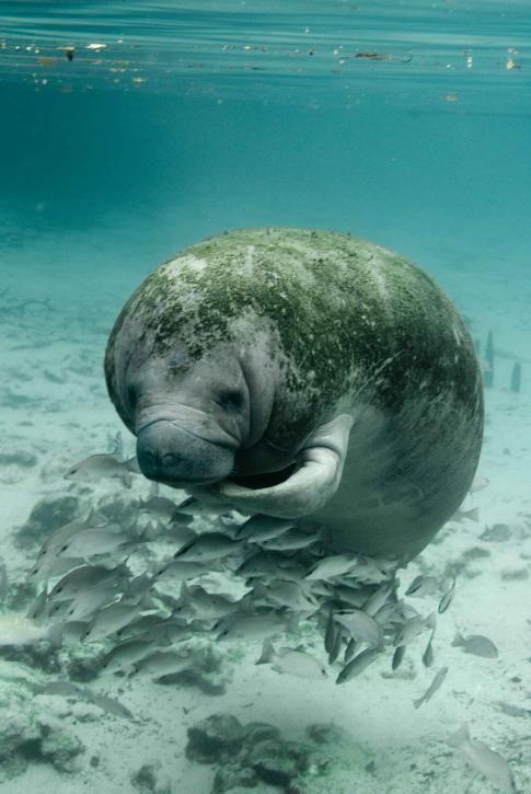Keeper of the Zoo: Manatees Need You
