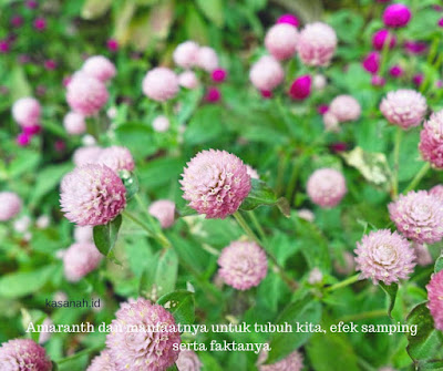 bunga amaranth Berbagai manfaat amaranth untuk kesehatan tubuh