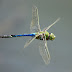   The sight of a dragonfly on the wing is one of the more remarkable that nature has to offer. Here, with the help of some astounding macrop...