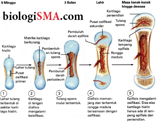 Osifikasi Intramembran