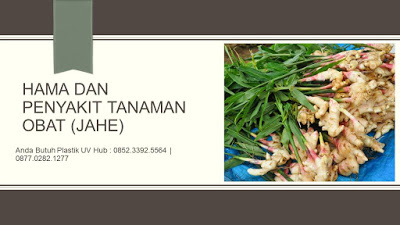 hama penyakit tanaman jahe jual plastik uv ultra violet hama penyakit tanaman jahe jual plastik uv ultra violet