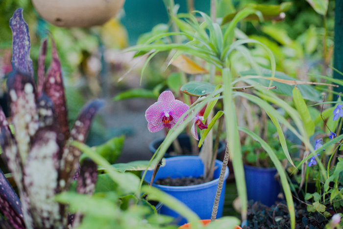 orchid purple orchid