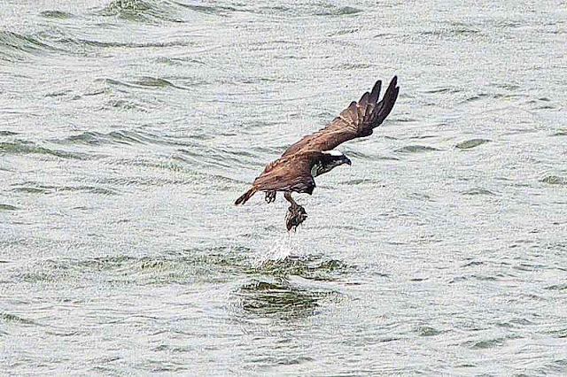 osprey, fish in one talon