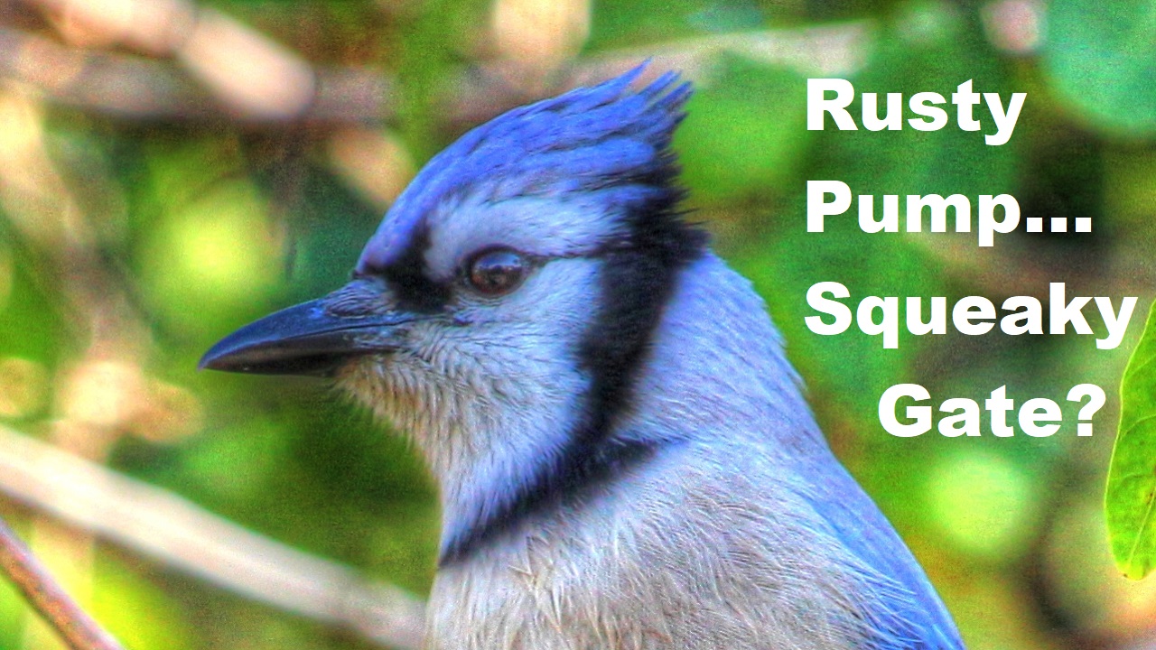 Backyard Birding....and Nature Blue Jay Rusty Pump Handle or Squeaky