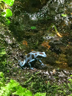 a tiny blue frog with black spots
