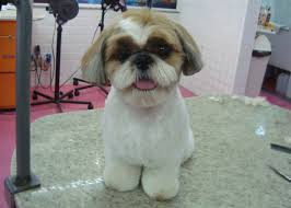 Tipos de tosa para shih tzu