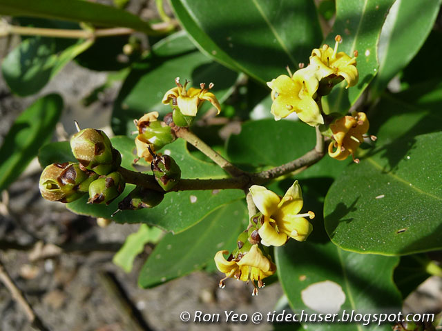 tHE tiDE cHAsER: Api-api Bulu (Avicennia rumphiana)