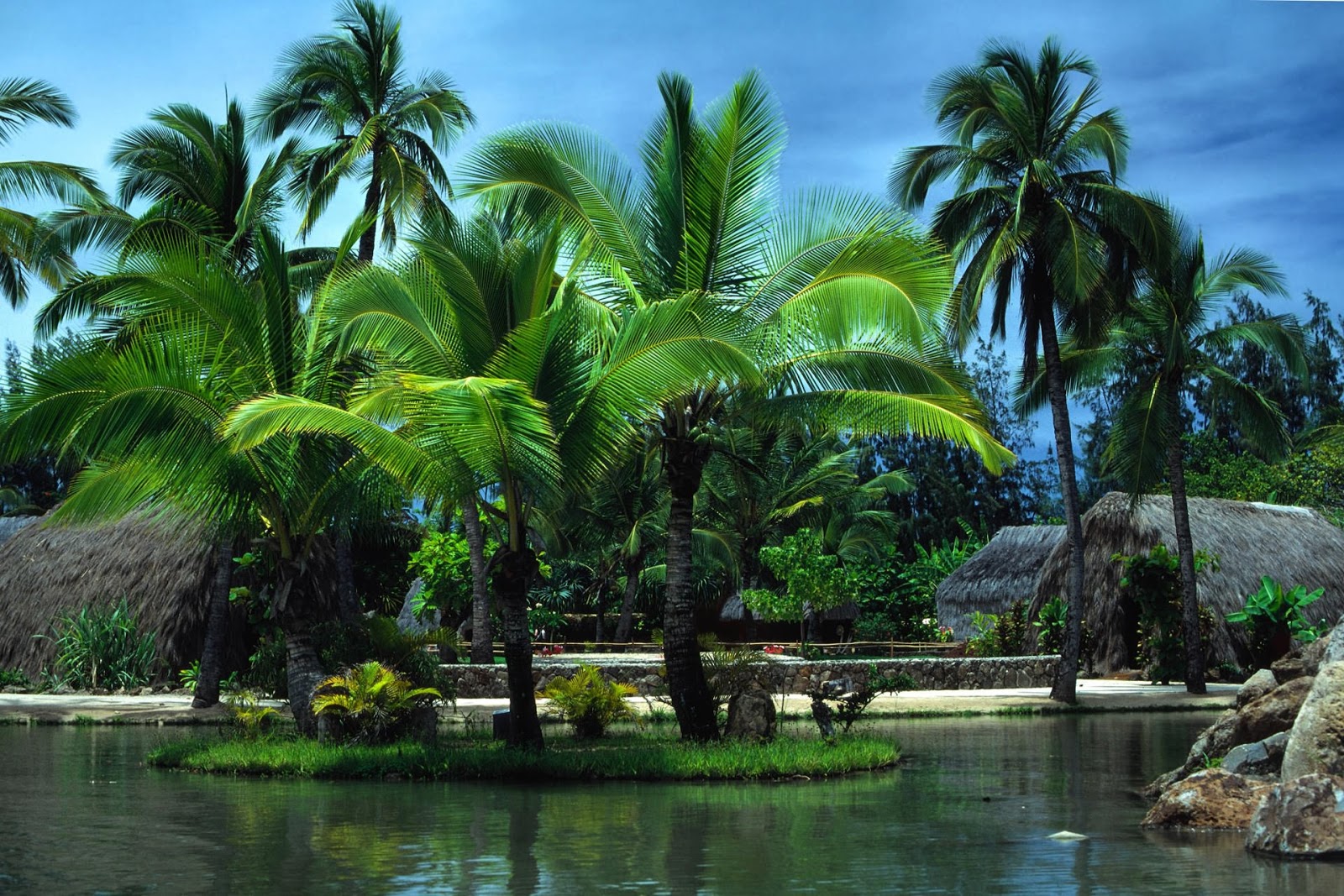 Beautiful Wallpapers for Desktop: Palm tree wallpapers hd