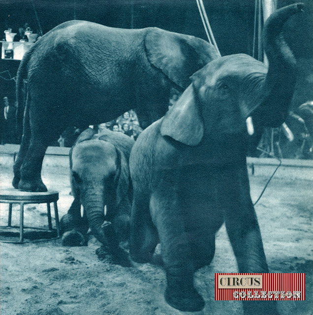 les éléphants du zoo de Bale en formation au Cirque Knie