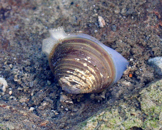 Cơm Hến Clam Mussel Rice From Hue A Favourite Of Royals Peasants Johor Kaki Travels For Food
