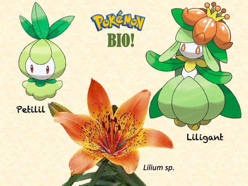 Debemos decir gracias a Pokémon por el tipo Planta por estas reinas.