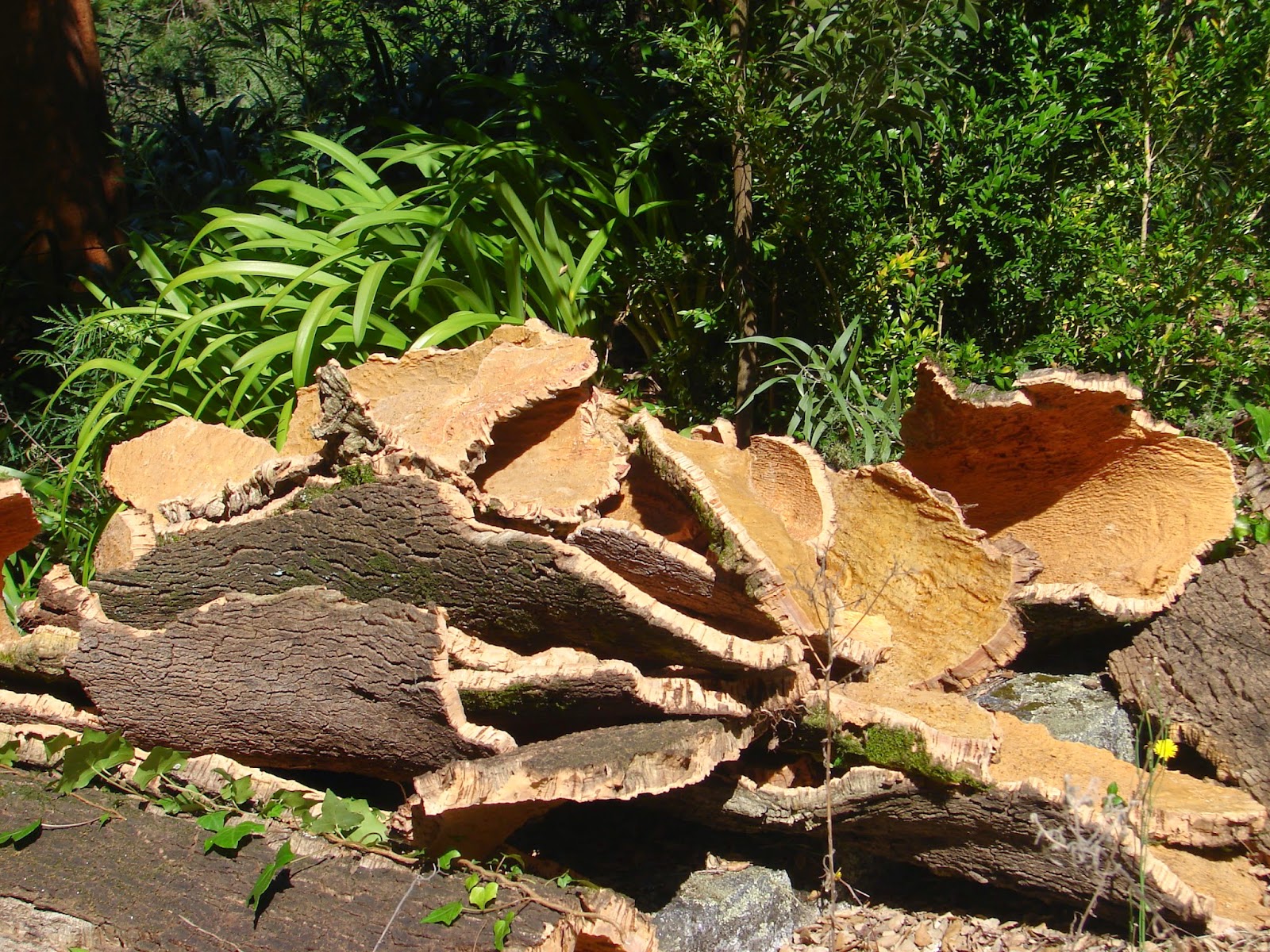 BREATHTAKING Cutting Cork