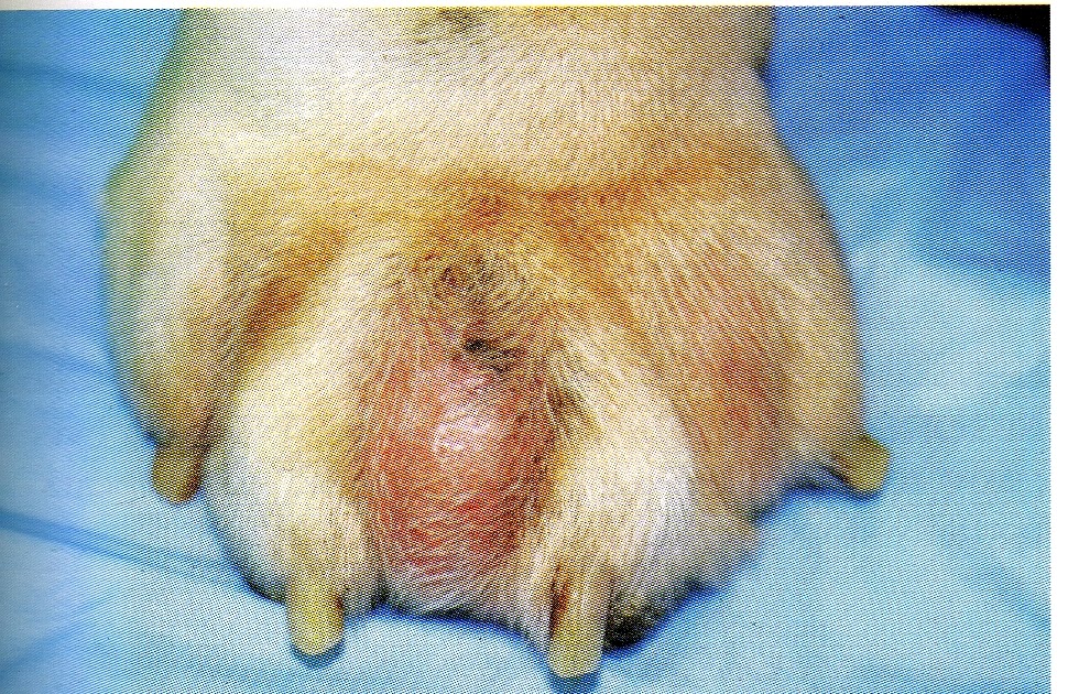 Dermatite interdigital cães Clearance