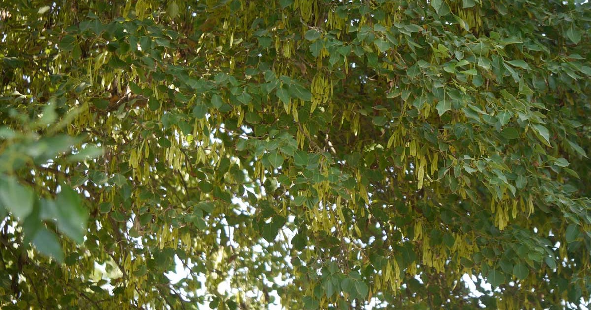 Medicinal Plants Dalbergia sissoo, Indian rosewood