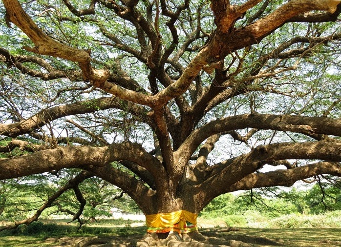 PlantWerkz Rain Tree Samanea Saman