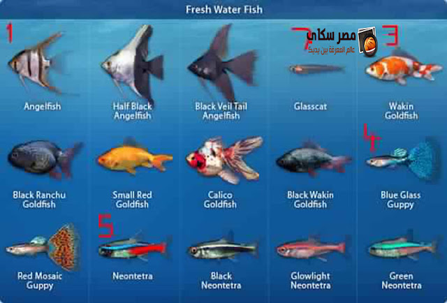 أهم أنواع أسماك الزينة التى يمكن تربيتها بالأحواض بالصور types of Ornamental fish