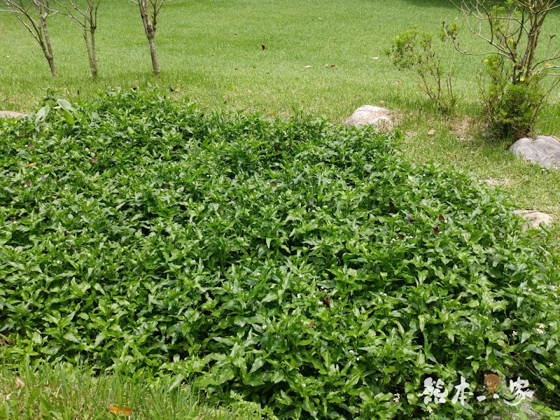 一秒到歐洲|苗栗飛牛牧場|最美牧場和大草原~野餐嬉戲觀乳牛、人工濕地護自然