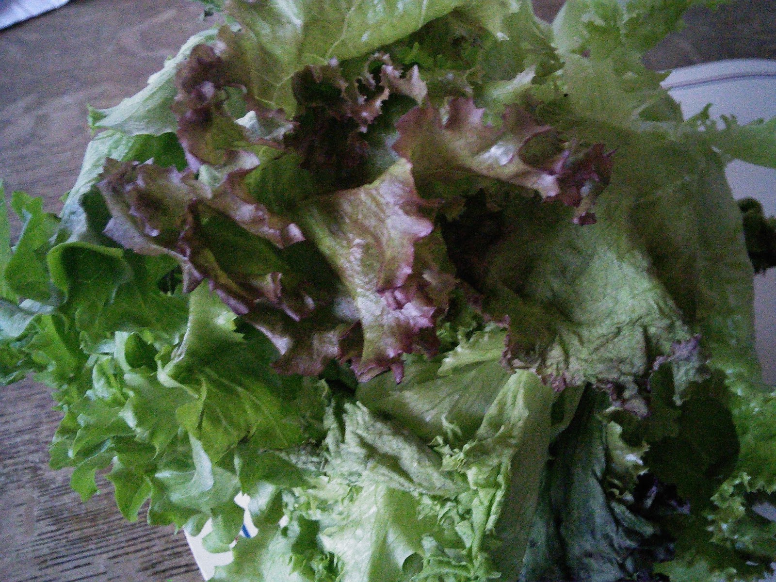 In The Garden Surprise Lettuce