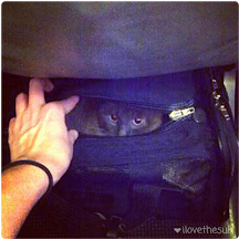 Flying With A Cat as a Carry On