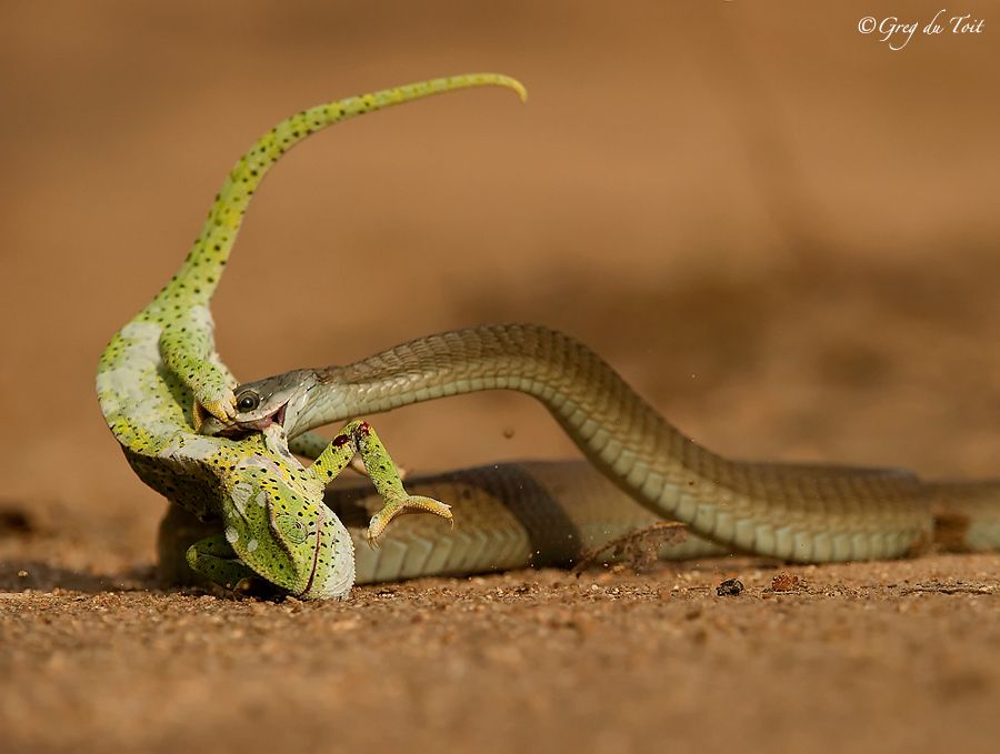 Boomslang Snake with Flap-Neck Chameleon