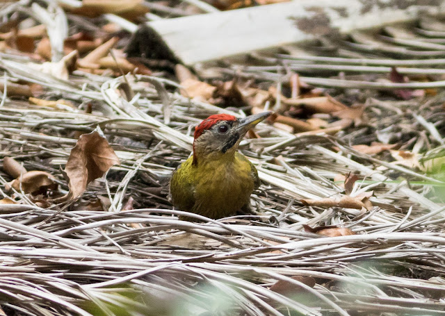 Laced Woodpecker - Pasir Ris, Singapore Laced Woodpecker - Pasir Ris, Singapore