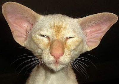 Ugly modern Siamese cat