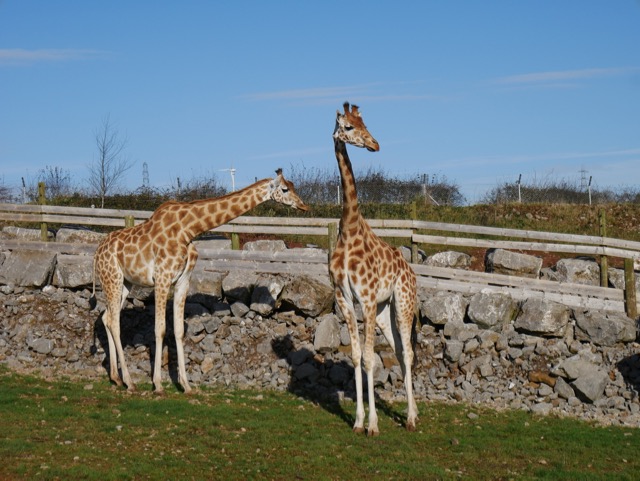 South Lakes Safari Zoo giraffe