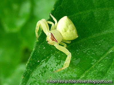 Stoliczka's Crab Spider (Thomisus stoliczka)