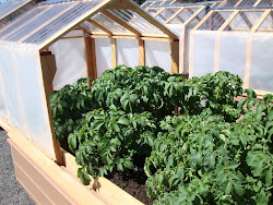 mini raised beds greenhouses both garden bed milk