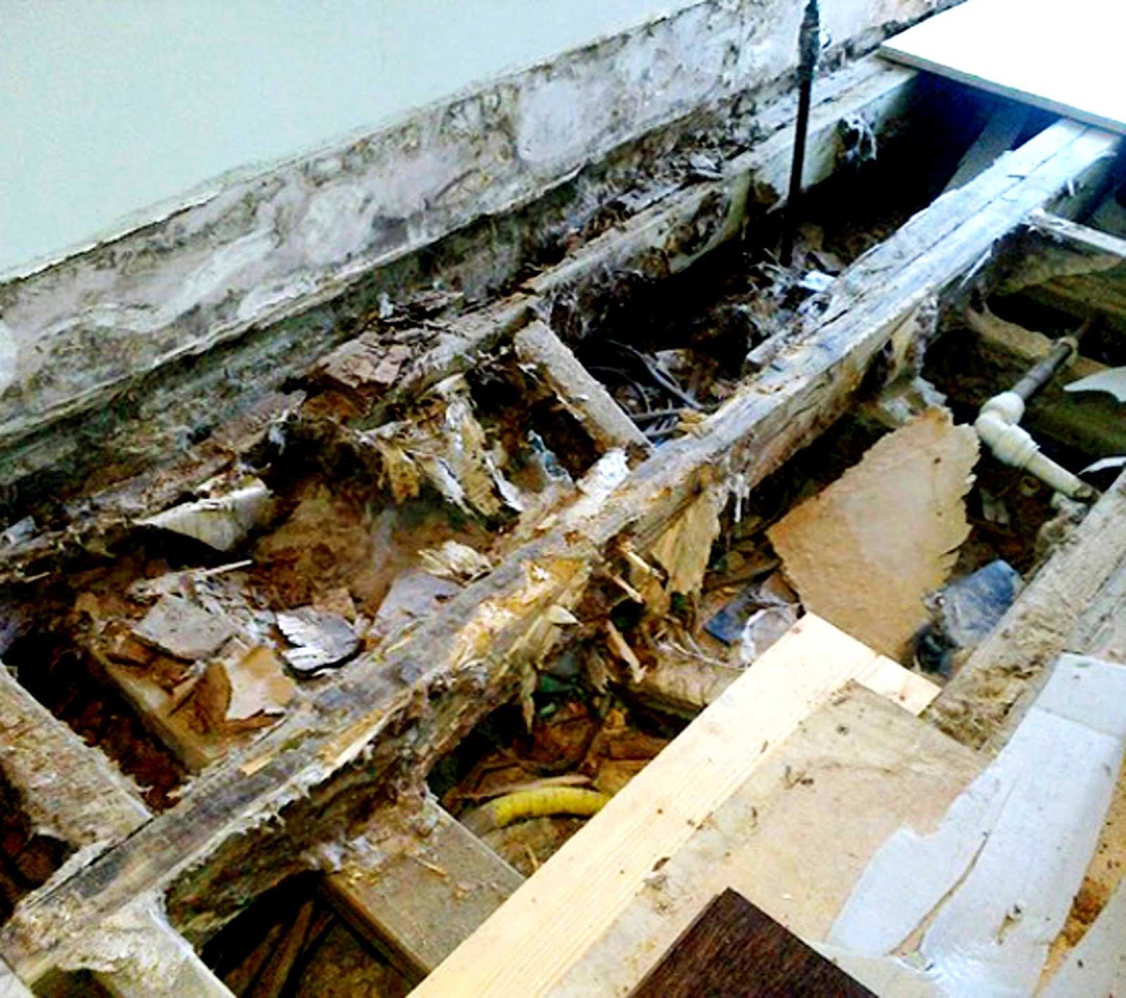 Dry rot treatment