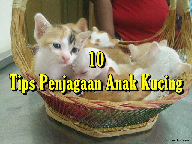 10 Tips Penjagaan Anak Kucing 10 Tips Penjagaan Anak Kucing